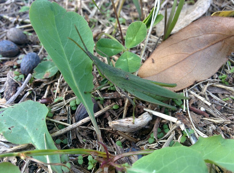 [옛사진] 섬서구메뚜기 (Atractomorpha lata); DISPLAY FULL IMAGE.