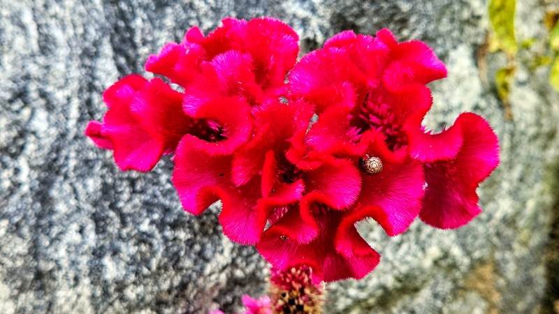 맨드라미의 명주달팽이 (Acusta despecta); DISPLAY FULL IMAGE.