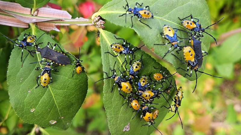 화살나무 잎의 노랑배허리노린재 (Plinachtus bicoloripes) (성충과 약충); DISPLAY FULL IMAGE.