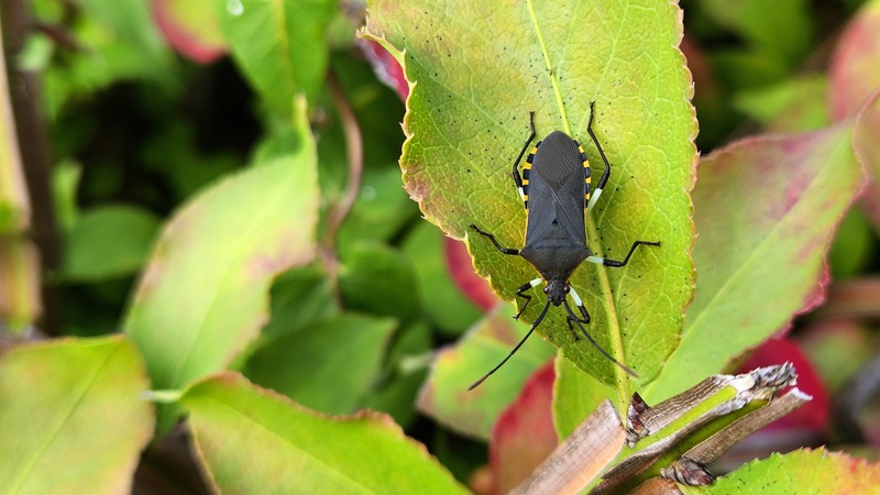 화살나무 잎의 노랑배허리노린재 (Plinachtus bicoloripes) (성충); DISPLAY FULL IMAGE.