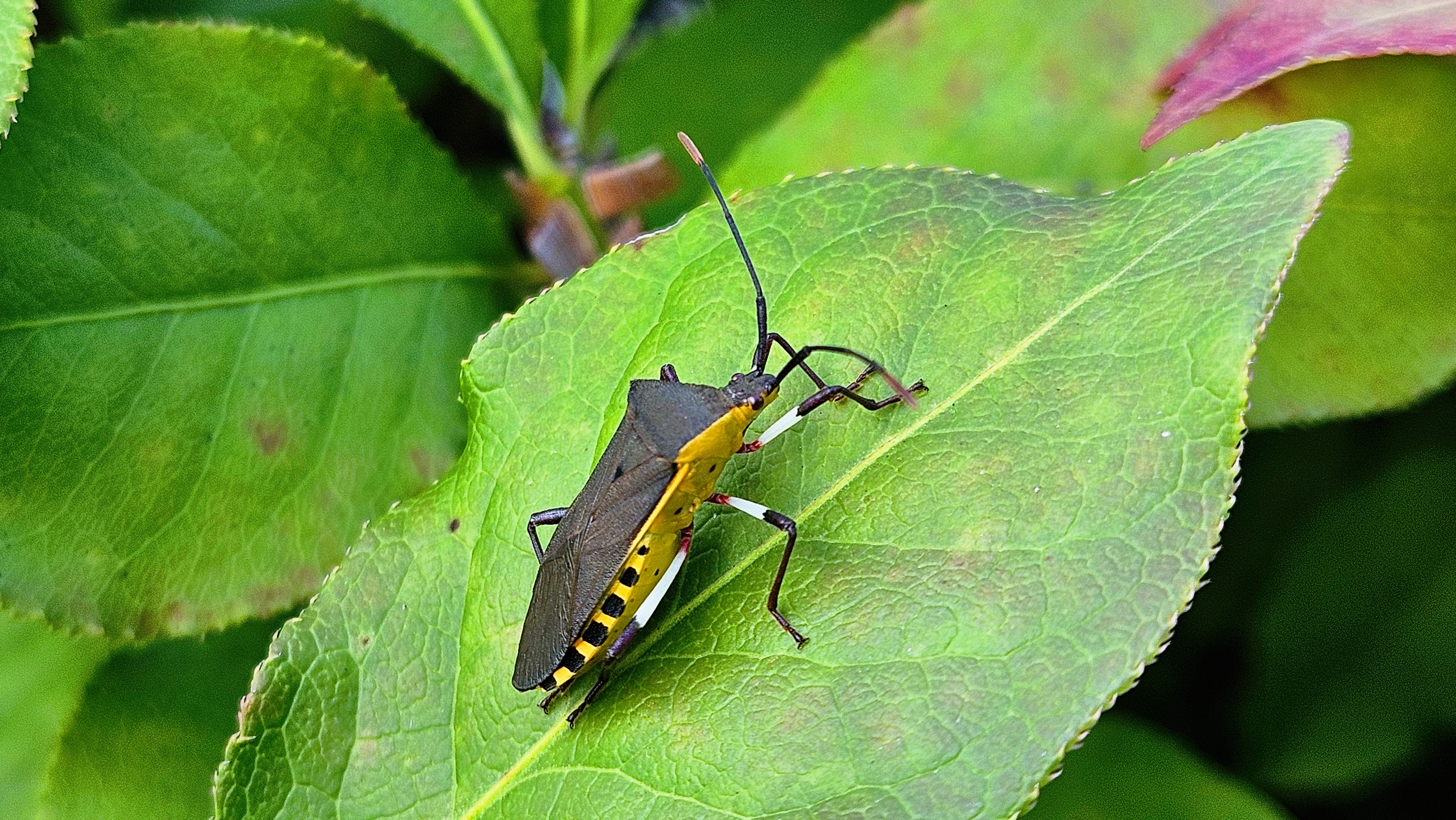 화살나무 잎의 노랑배허리노린재 (Plinachtus bicoloripes) (성충); DISPLAY FULL IMAGE.