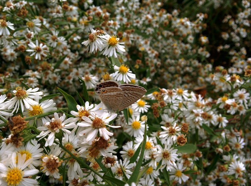 [옛사진] 물결부전나비 (Lampides boeticus); DISPLAY FULL IMAGE.