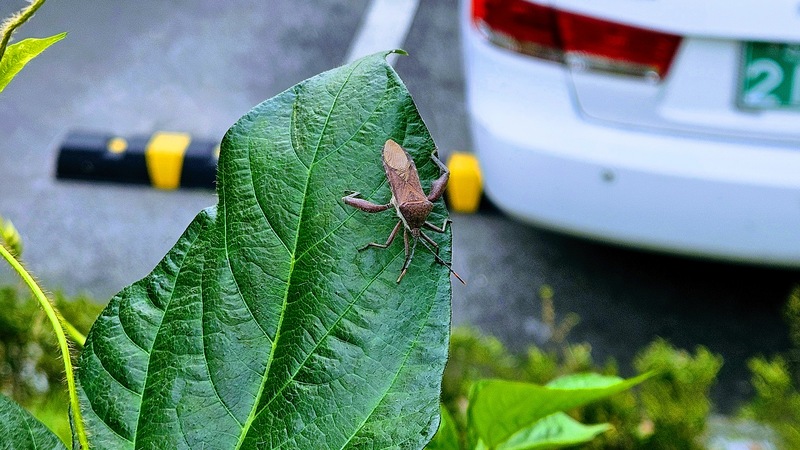 콩잎의 장수허리노린재 (Anoplocnemis dallasi); DISPLAY FULL IMAGE.