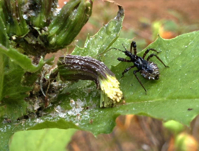 [옛사진] 껍적침노린재 (Velinus nodipes) 약충; DISPLAY FULL IMAGE.