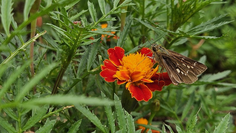 메리골드 꽃의 줄점팔랑나비 (Parnara guttata); DISPLAY FULL IMAGE.