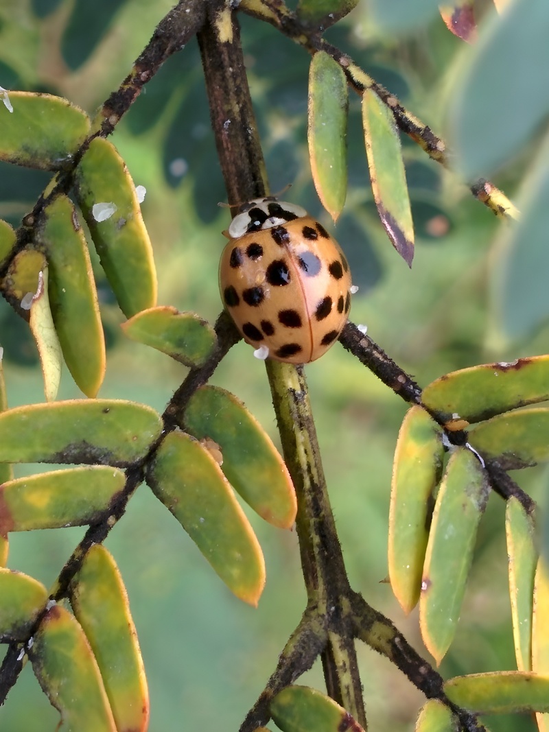 [옛사진] 자귀나무잎의 무당벌레 (Harmonia axyridis); DISPLAY FULL IMAGE.