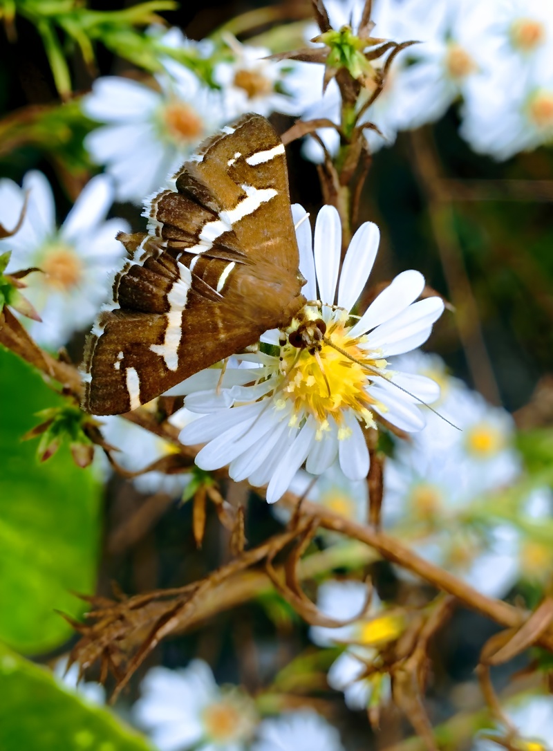 [옛사진] 미국쑥부쟁이꽃의 흰띠명나방 (Spoladea recurvalis); DISPLAY FULL IMAGE.