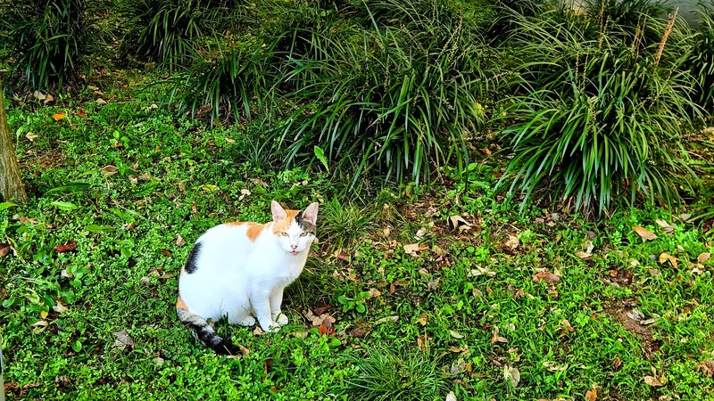 [옛사진] 풀밭의 고양이/길고양이 (Felis catus); DISPLAY FULL IMAGE.