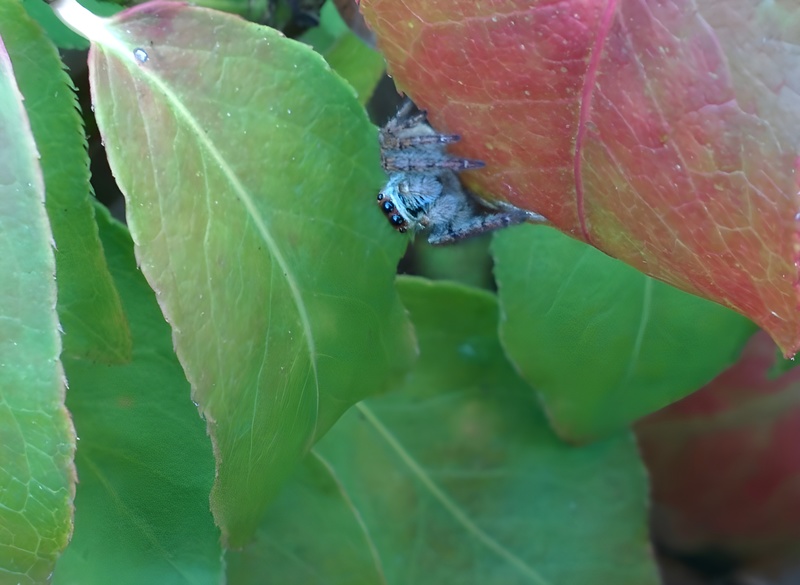 [옛사진] 화살나무의 털보깡충거미 (Carrhotus xanthogramma) (추정); DISPLAY FULL IMAGE.