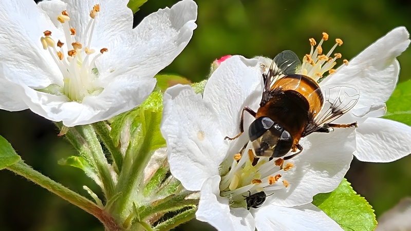 사과꽃의 꽃의 왕꽃등에 (Phytomia zonata) (부분확대); DISPLAY FULL IMAGE.