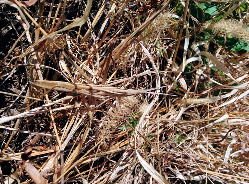 [옛사진] 방아깨비 (Acrida cinerea) 갈색형 수컷; DISPLAY FULL IMAGE.