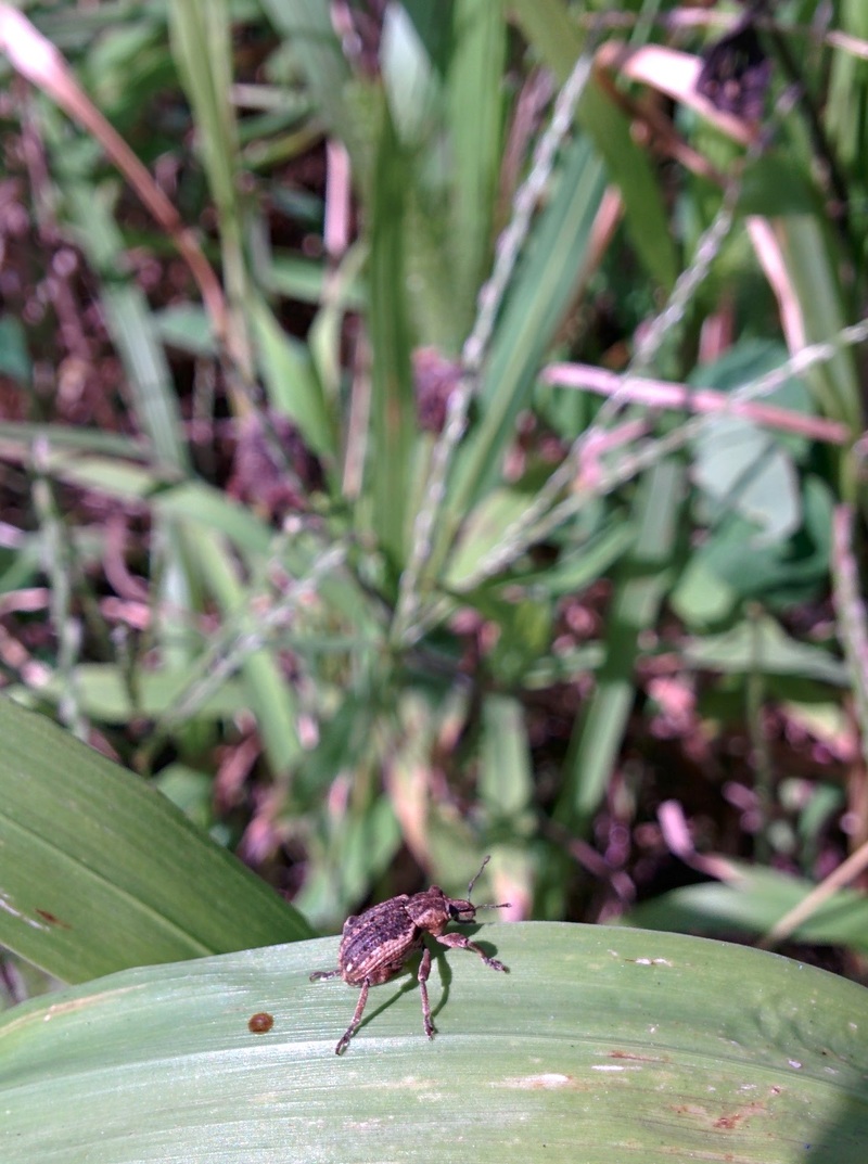 [옛사진] 큰뚱보바구미 (Brachypera zoilus); DISPLAY FULL IMAGE.