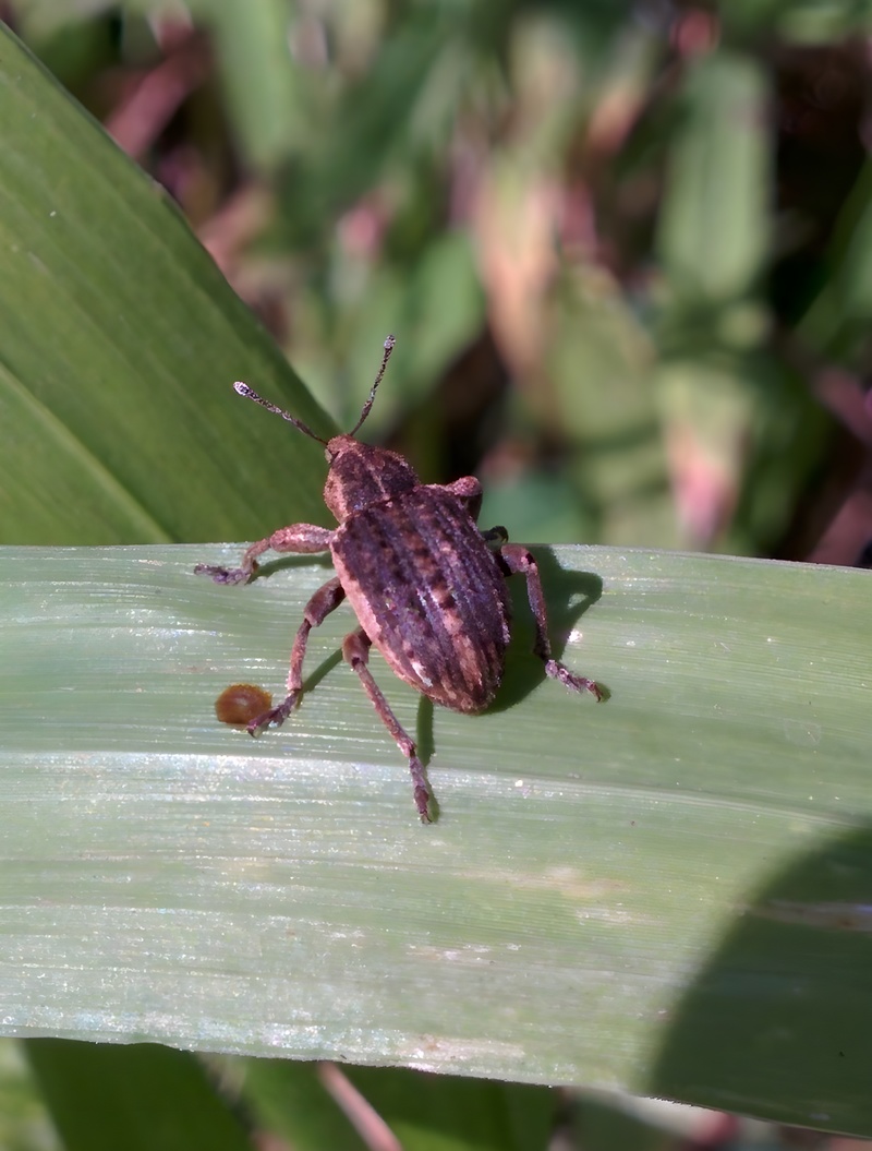 [옛사진] 큰뚱보바구미 (Brachypera zoilus); DISPLAY FULL IMAGE.