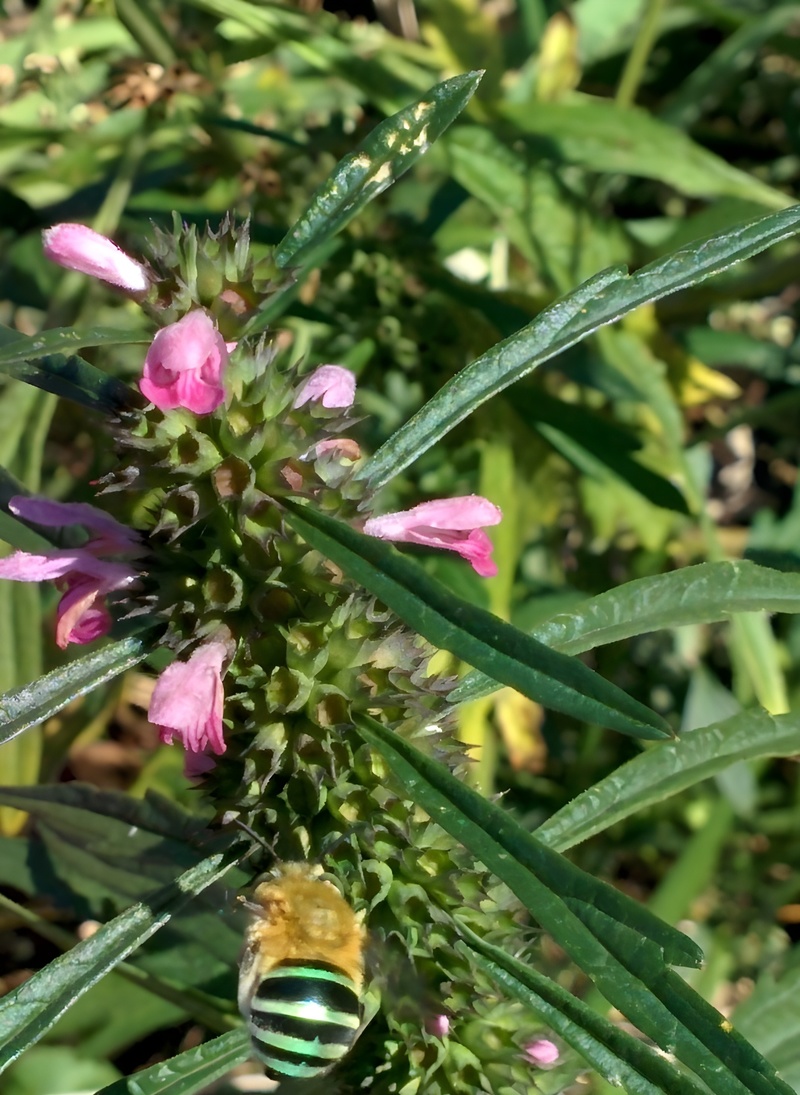 [옛사진] 청줄벌 (Amegilla zonata); DISPLAY FULL IMAGE.