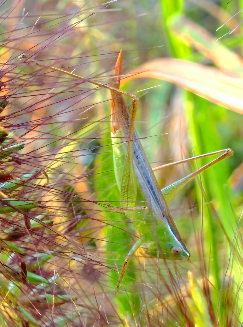 [옛사진] 수크령 이삭에 숨은 점박이쌕쌔기 (Conocephalus maculatus); DISPLAY FULL IMAGE.