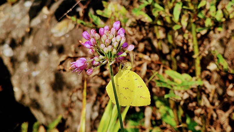 산부추꽃의 남방노랑나비 (Eurema hecabe); DISPLAY FULL IMAGE.