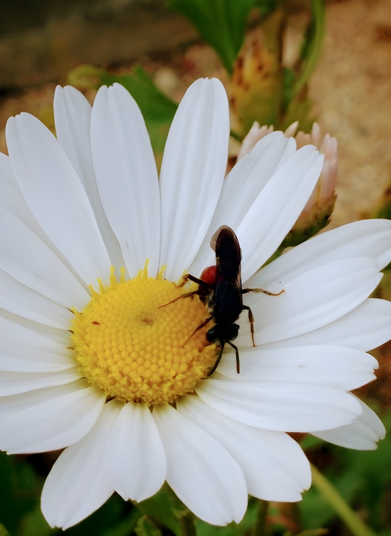 [옛사진] 홍배꼬마꽃벌 (Sphecodes similimus) (AI확대); DISPLAY FULL IMAGE.