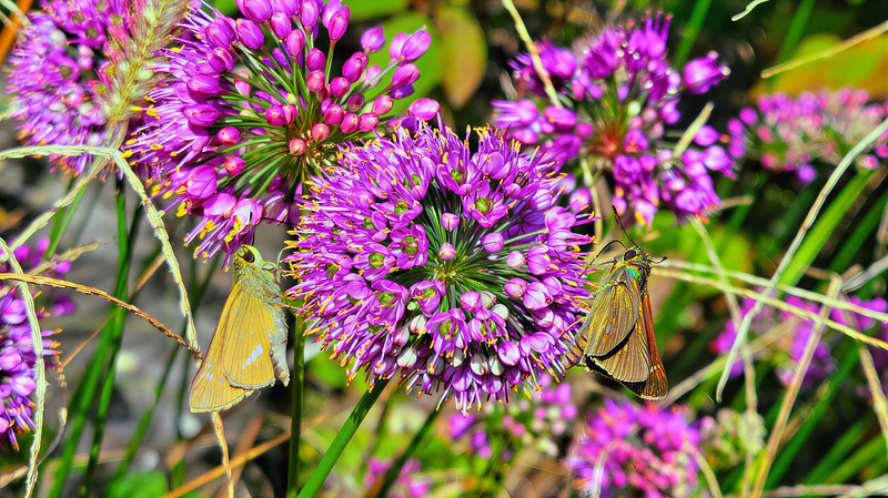 산부추꽃과 줄점팔랑나비 (Parnara guttata); DISPLAY FULL IMAGE.