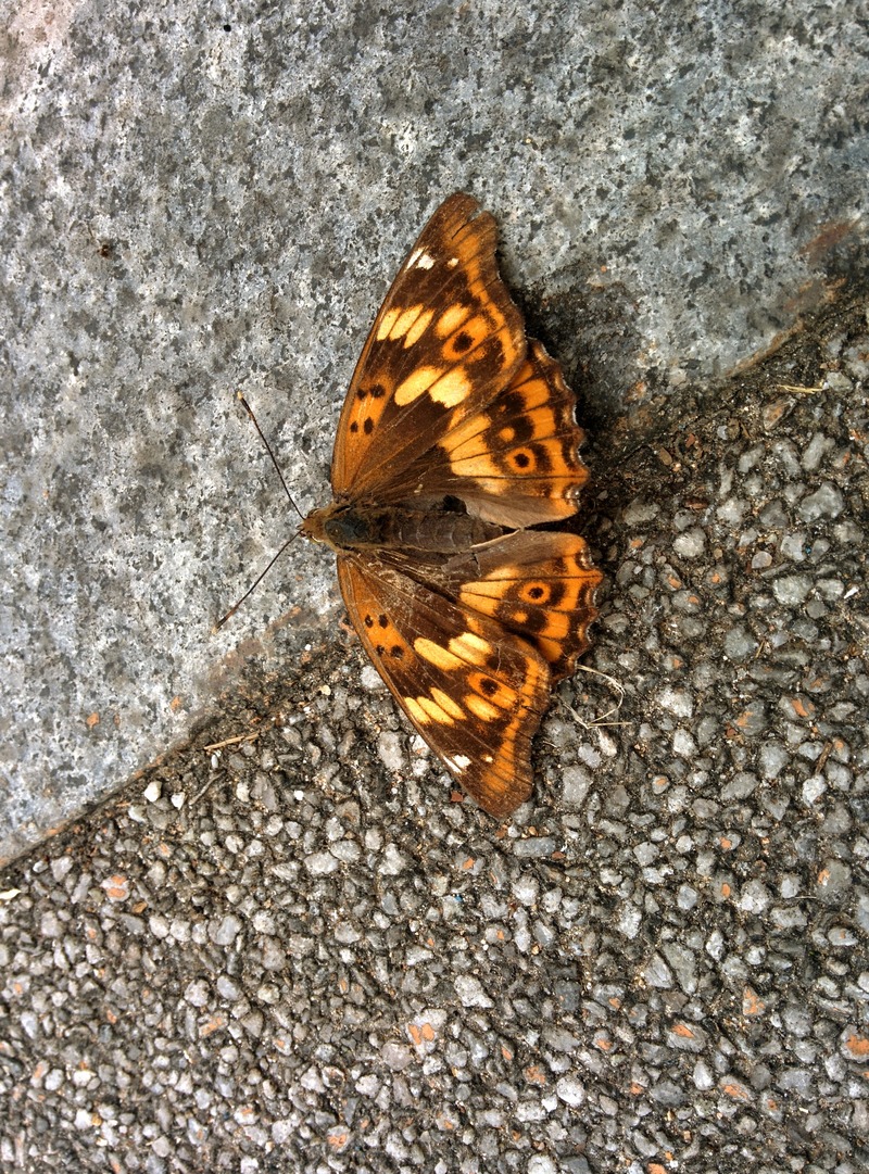 [옛사진] 황오색나비 (Apatura metis) 암컷; DISPLAY FULL IMAGE.