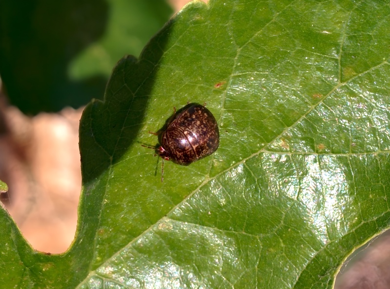 [옛사진] 뽕잎의 무당알노린재 (Megacopta punctatissima); DISPLAY FULL IMAGE.