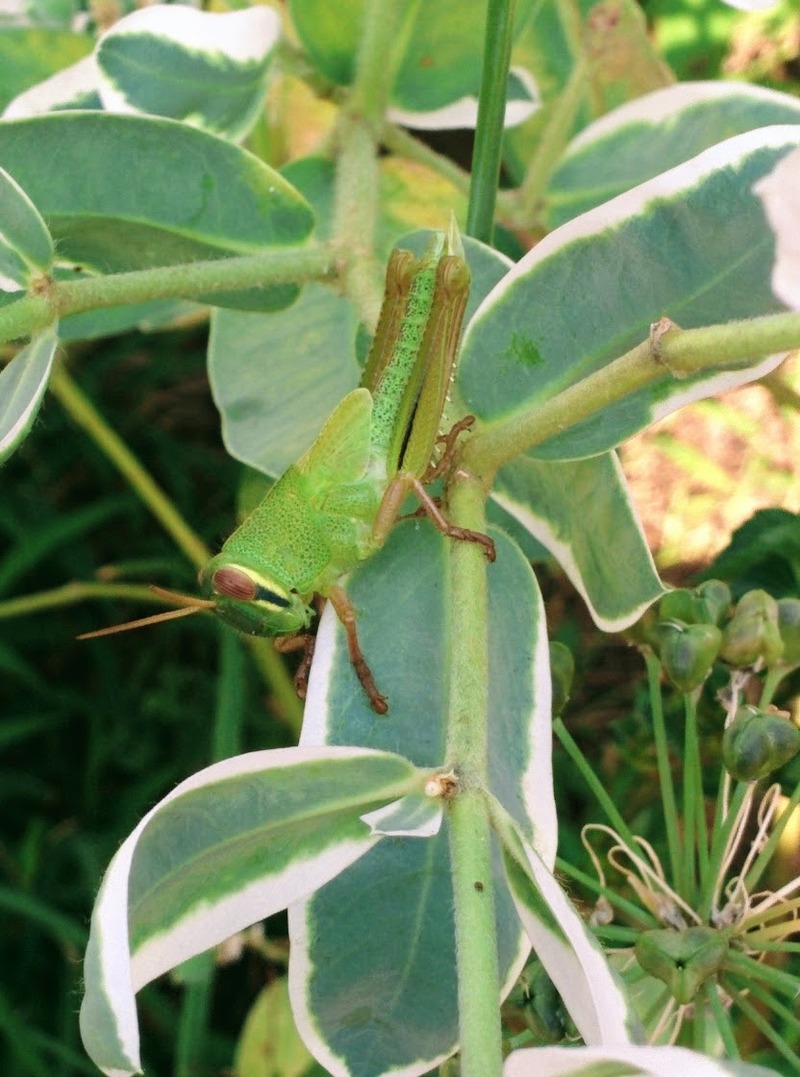 [옛사진] 설악초의 각시메뚜기 (Patanga japonica) 약충; DISPLAY FULL IMAGE.