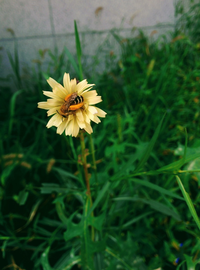 [옛사진] 씀바귀 꽃의 털보애꽃벌 (Dasypoda japonica); DISPLAY FULL IMAGE.