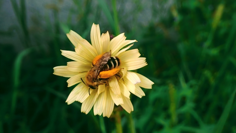 [옛사진] 씀바귀 꽃의 털보애꽃벌 (Dasypoda japonica) (부분확대); DISPLAY FULL IMAGE.