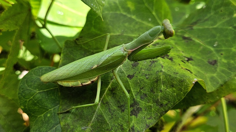 넓적배사마귀 (Hierodula patellifera); DISPLAY FULL IMAGE.