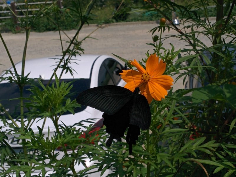 [옛사진] 노랑코스모스꽃의 남방제비나비 (Papilio protenor); DISPLAY FULL IMAGE.