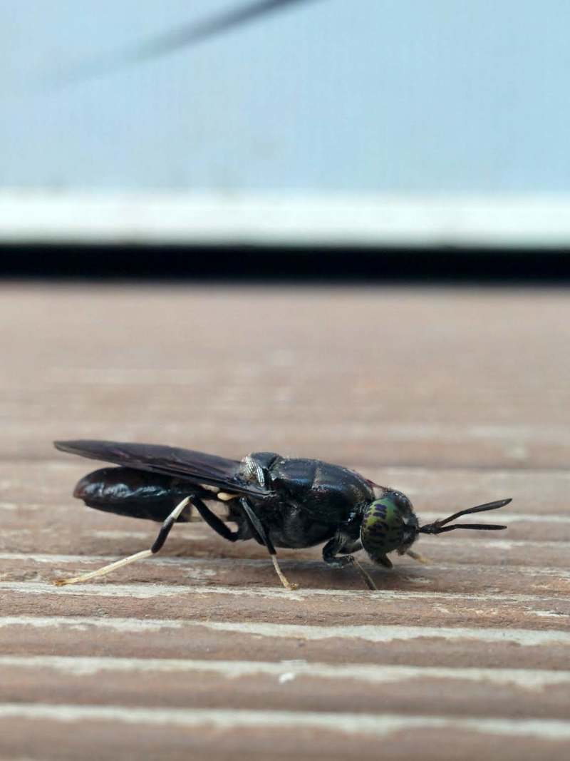 [옛사진] 아메리카동애등에 (Hermetia illucens); DISPLAY FULL IMAGE.