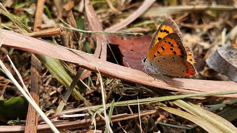 마른 풀잎의 작은주홍부전나비 (Lycaena phlaeas); DISPLAY FULL IMAGE.