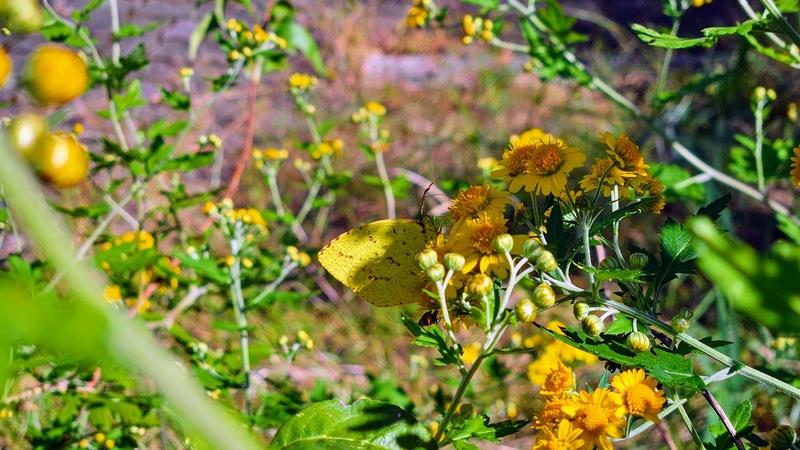 감국꽃의 남방노랑나비 (Eurema hecabe); DISPLAY FULL IMAGE.
