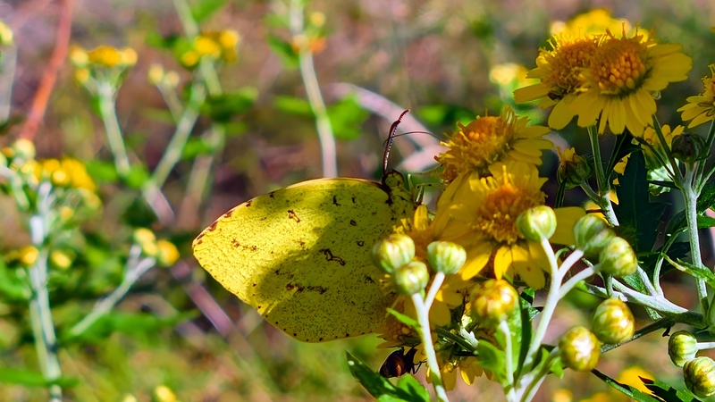 감국꽃의 남방노랑나비 (Eurema hecabe) (부분확대); DISPLAY FULL IMAGE.
