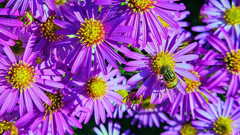 개미취꽃의 오줄루리꽃등에 (Eristalinus quinquestriatus); DISPLAY FULL IMAGE.