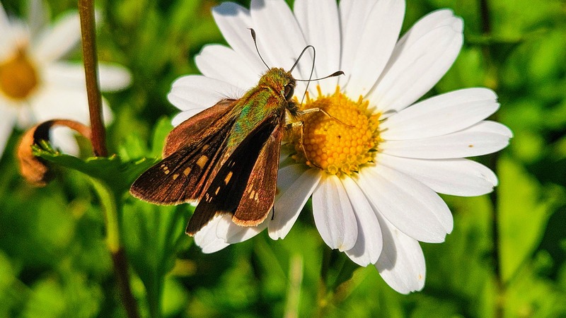 흑화한 가을형 줄점팔랑나비 (Parnara guttata); DISPLAY FULL IMAGE.