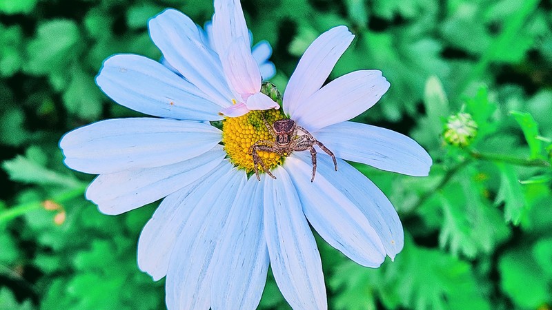 구절초꽃의 대륙게거미 (Xysticus ephippiatus); DISPLAY FULL IMAGE.