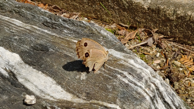 [옛사진] 굴뚝나비 (Minois dryas) (부분확대); DISPLAY FULL IMAGE.