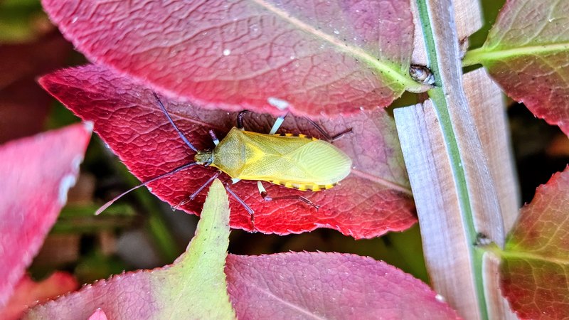 갓 탈피한 노랑배허리노린재 (Plinachtus bicoloripes); DISPLAY FULL IMAGE.