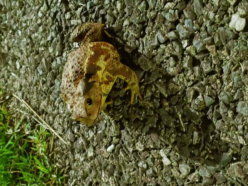 [옛사진] 두꺼비 (Bufo sachalinensis), 밤산책; DISPLAY FULL IMAGE.