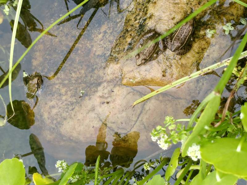 [옛사진] 참개구리 (Pelophylax nigromaculatus); DISPLAY FULL IMAGE.