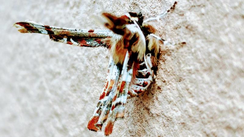 [옛사진] 가시가지나방 (Apochima juglansiaria); DISPLAY FULL IMAGE.