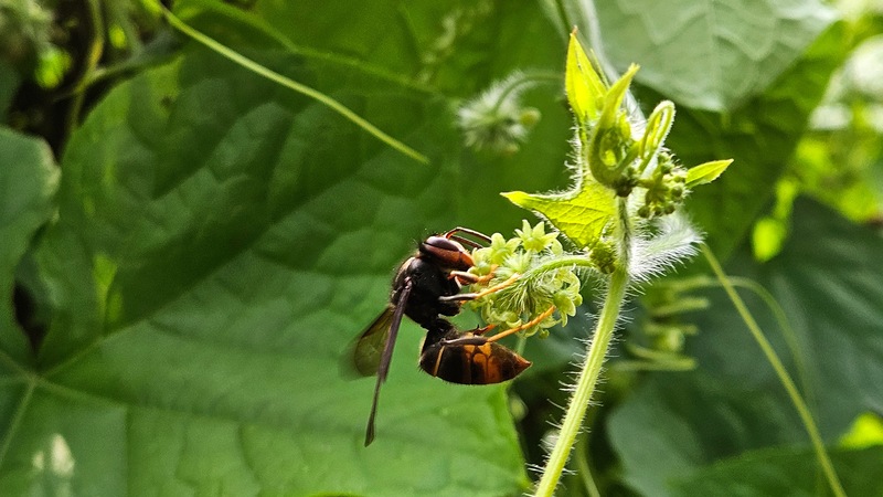 가시박꽃의 등검은말벌 (Vespa velutina); DISPLAY FULL IMAGE.