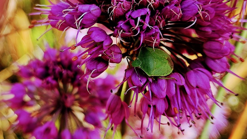 산부추꽃의 풀색노린재 (Nezara antennata); DISPLAY FULL IMAGE.