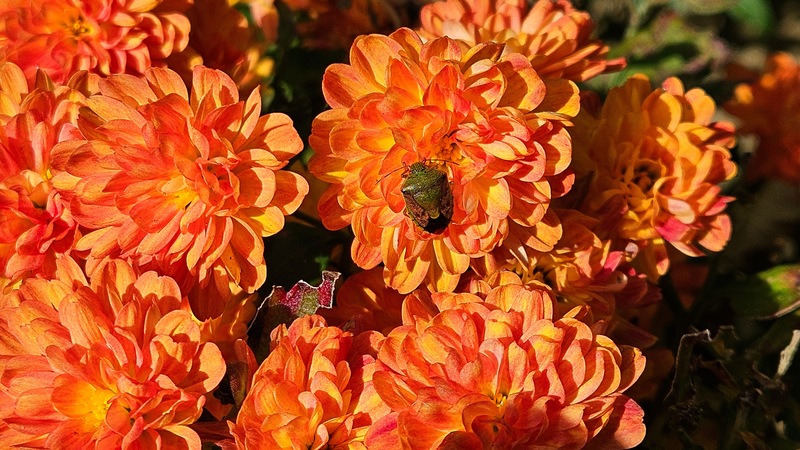 국화꽃의 갈색날개노린재 (Plautia stali); DISPLAY FULL IMAGE.