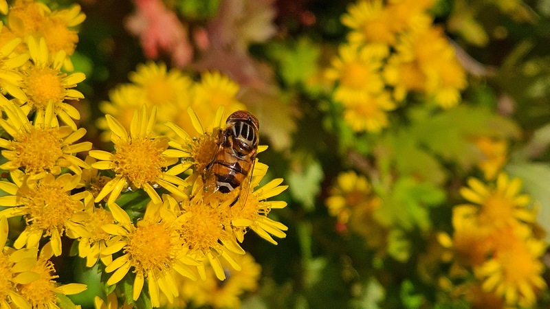감국꽃과 오줄루리꽃등에 (Eristalinus quinquestriatus); DISPLAY FULL IMAGE.