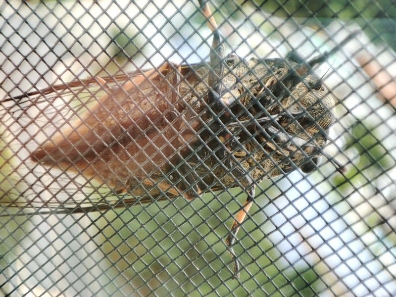 [옛사진] 방충만의 관종, 말매미 (Cryptotympana atrata); DISPLAY FULL IMAGE.