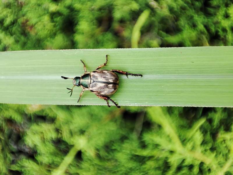 [옛사진] 등얼룩풍뎅이 (Anomala orientalis); DISPLAY FULL IMAGE.