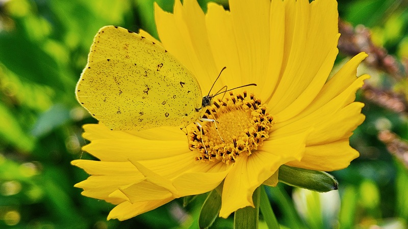 큰금계국 꽃의 남방노랑나비 (Eurema hecabe); DISPLAY FULL IMAGE.