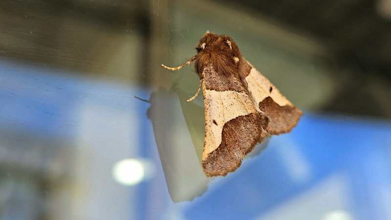 현관 유리창의 니도베가지나방 (Wilemania nitobei); DISPLAY FULL IMAGE.