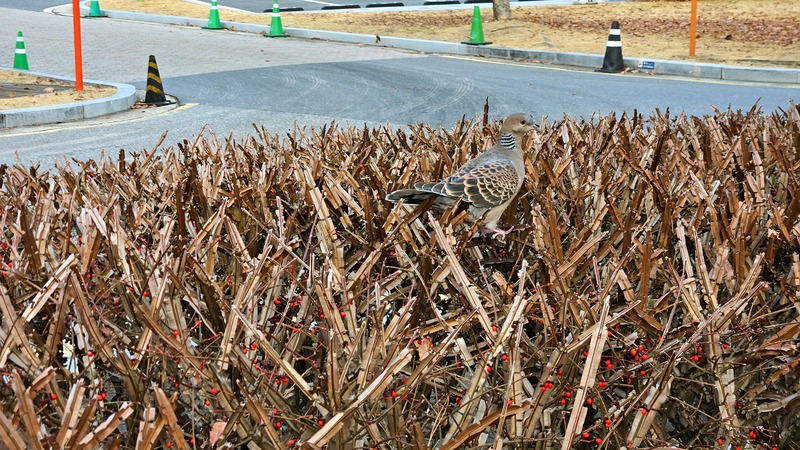 화살나무 열매를 찾은 멧비둘기 (Streptopelia orientalis); DISPLAY FULL IMAGE.